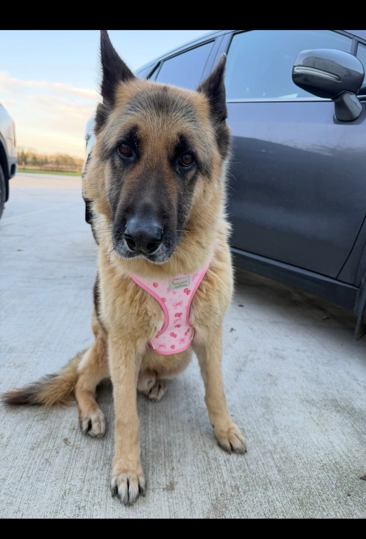 Strawberry Shortcake Harness