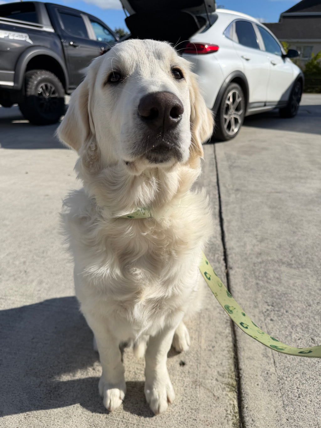 KERM COLLAR & LEASH DUO