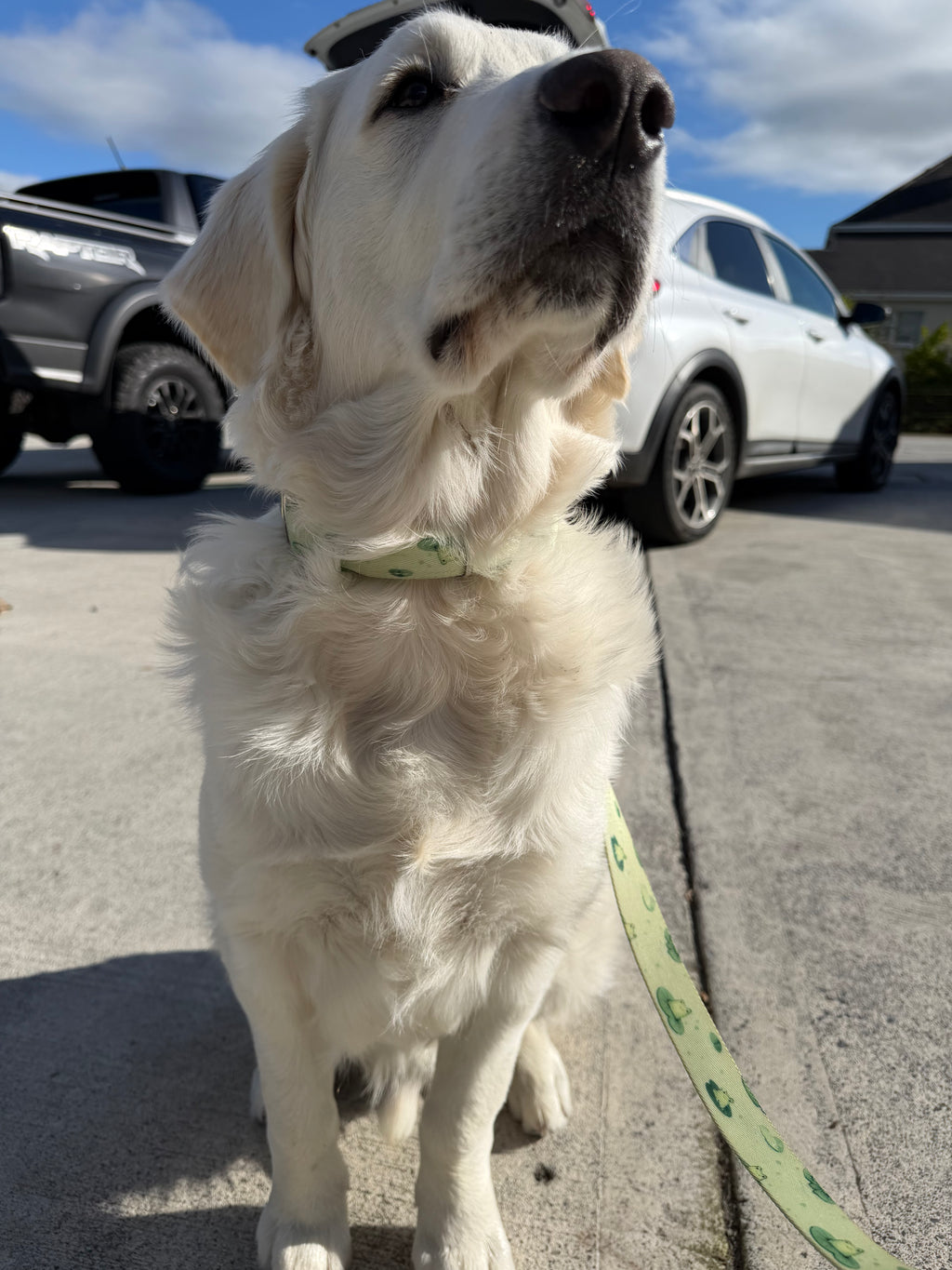 KERM COLLAR & LEASH DUO